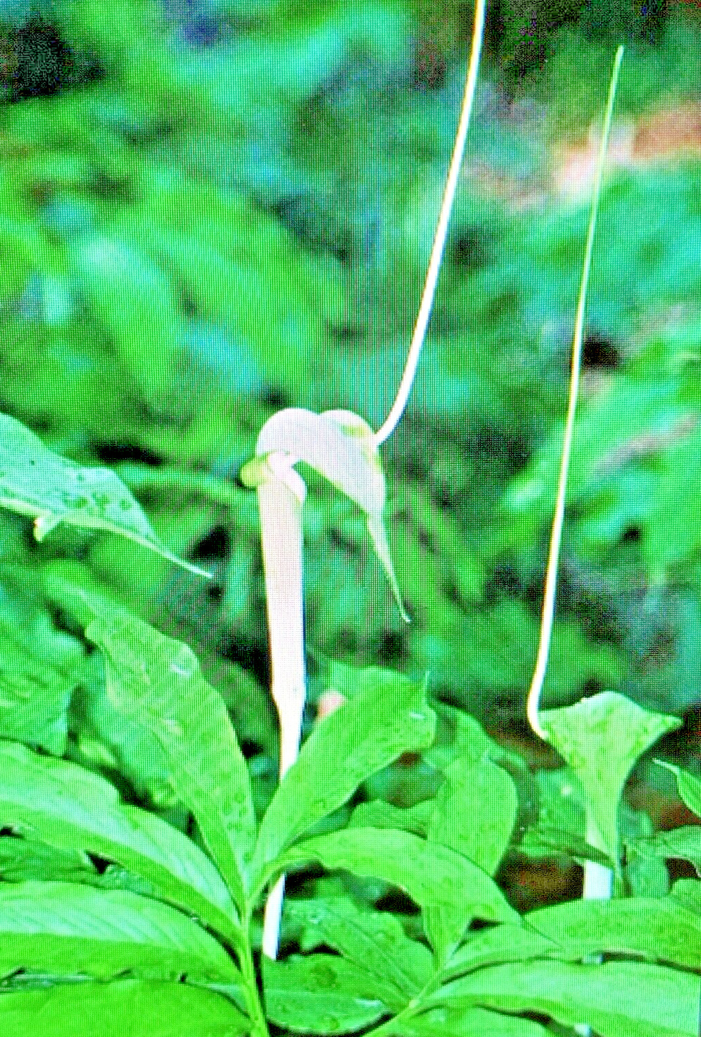 25 ARISAEMA HETEROPHYLLUM Seeds -Dancing Crane Cobra Lily