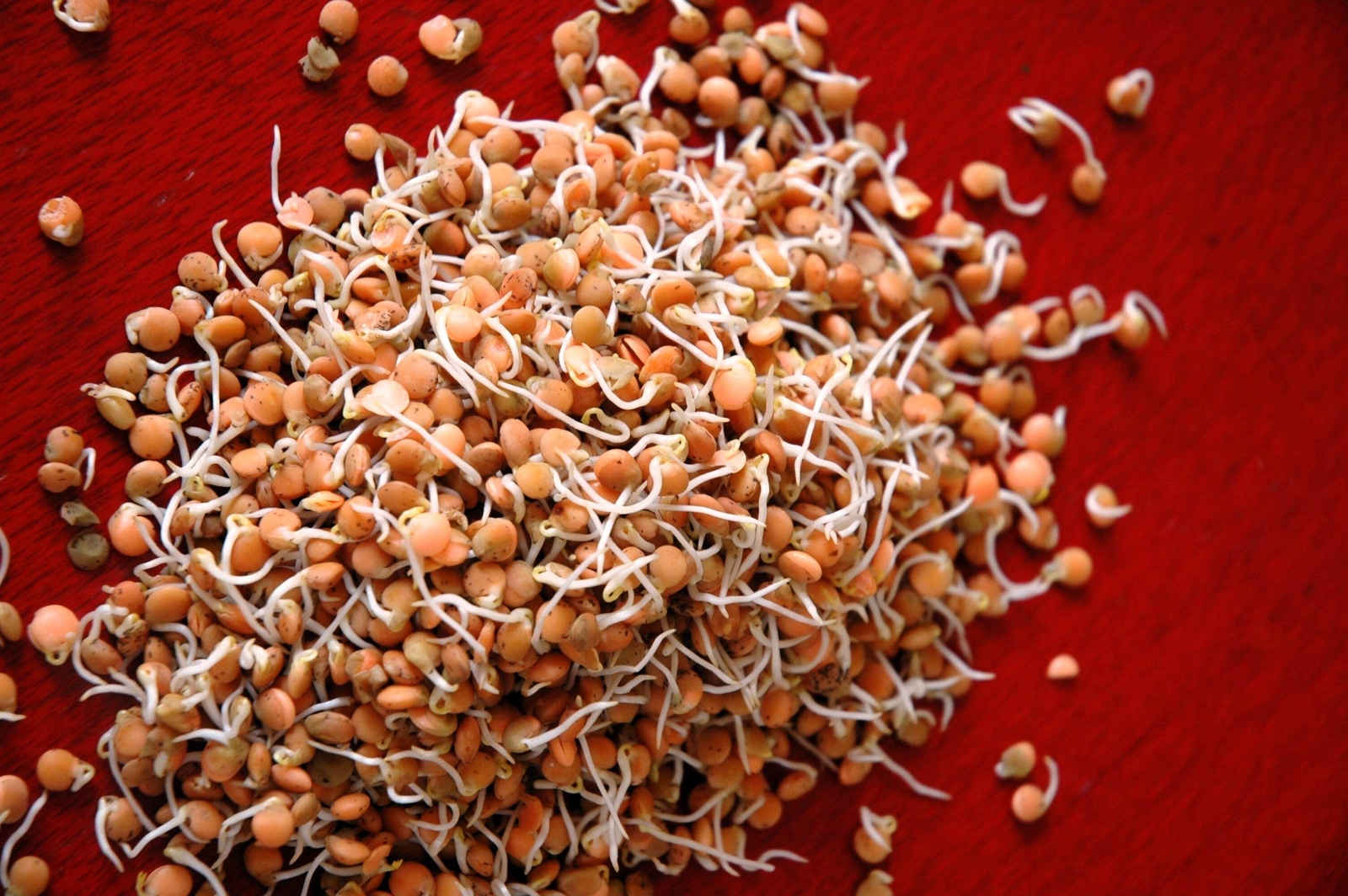 100 RED LENTIL Lens Culinaris Vegetable Seeds *Combined Shipping