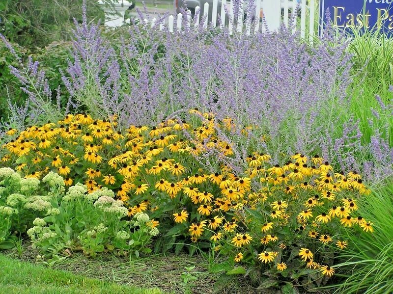 201+BROWN EYED SUSAN Seeds Branched Coneflower Perennial Native Wildflower Bushy