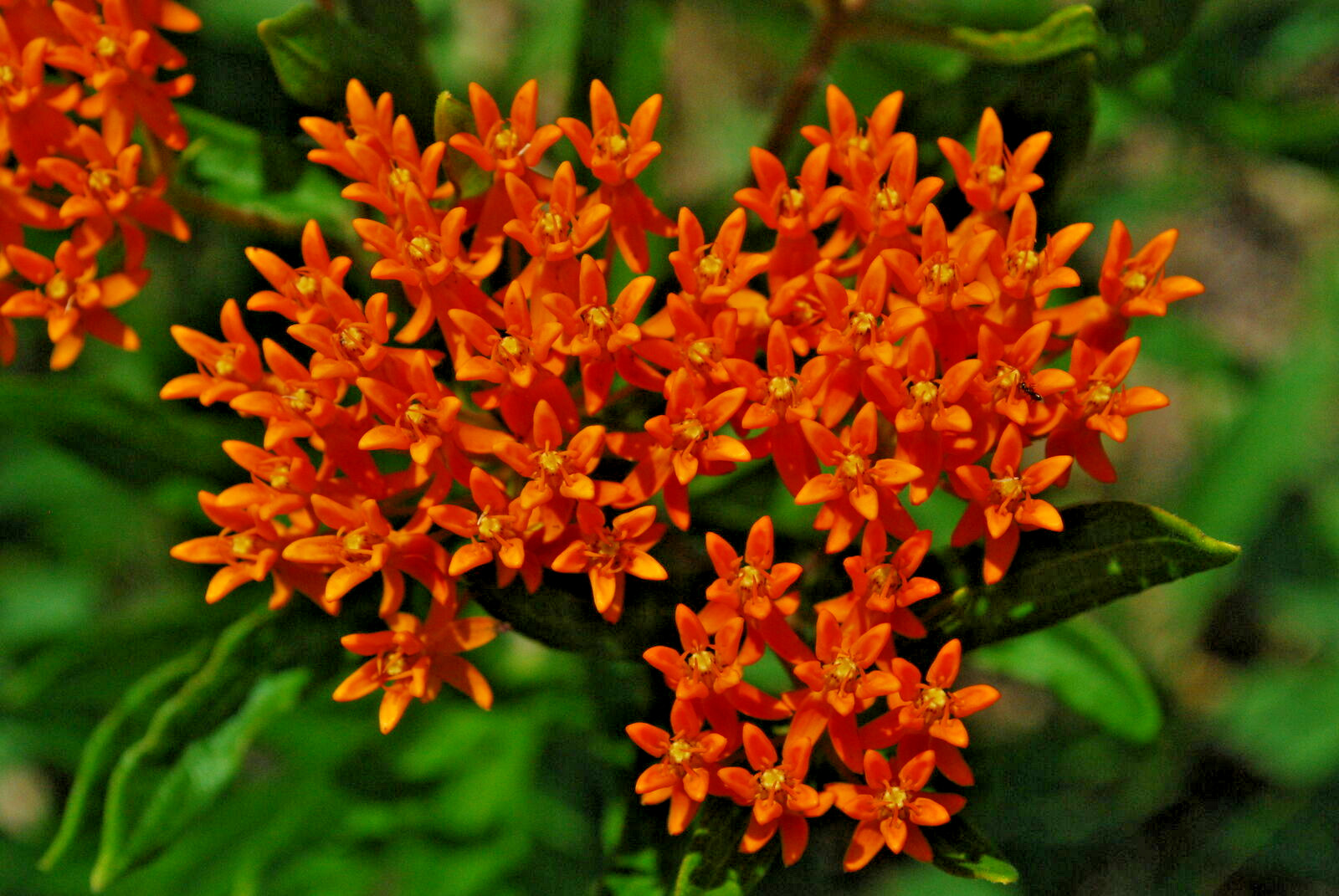 1000 ASCLEPIAS TUBEROSA Seeds (Butterfly Milkweed) Perennial Flower Garden Plant