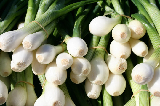 Evergreen White bunching onion {Allium cepa} Heirloom NON-GMO 200+seeds