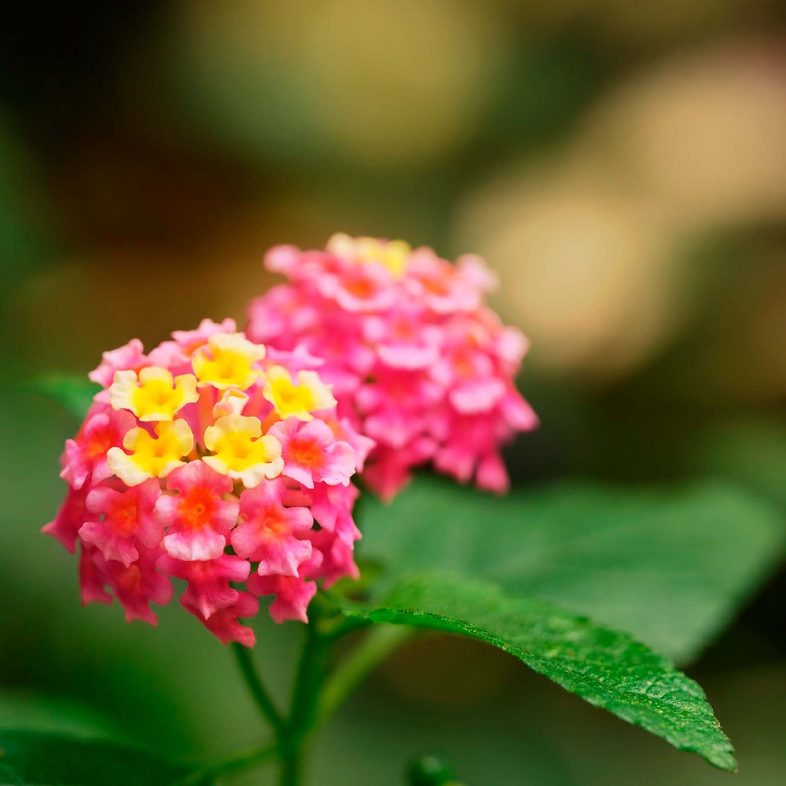 Irene Lantana in 2.5” Nursery Cubes (Lantana camara ‘Irene’) | Flowering Plants