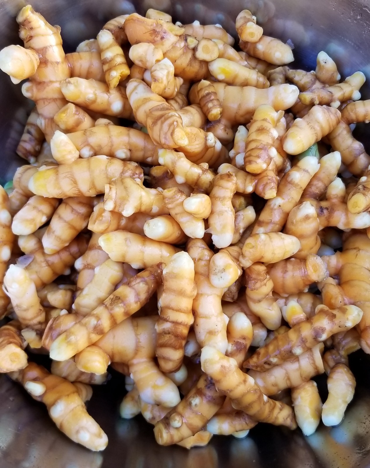 2026 Mango Turmeric Rhizomes For Planting – FREE Shipping