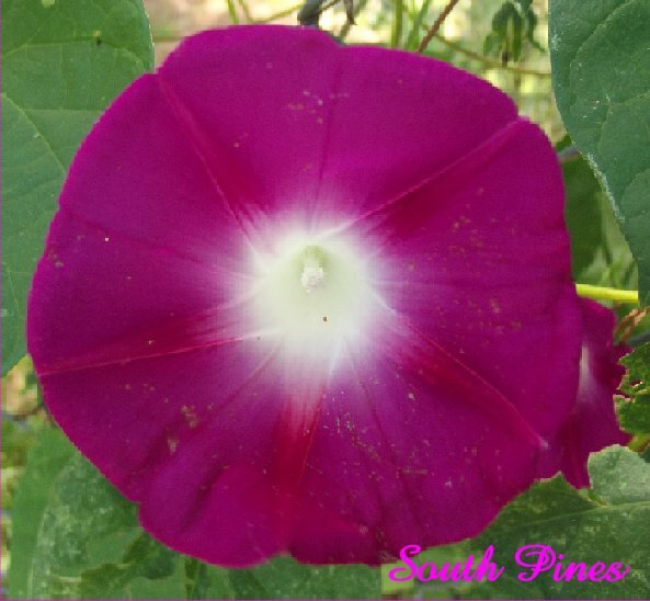 Fun Morning Glory Mix – 25 seeds – purpurea, peach, milky way, pink, purple