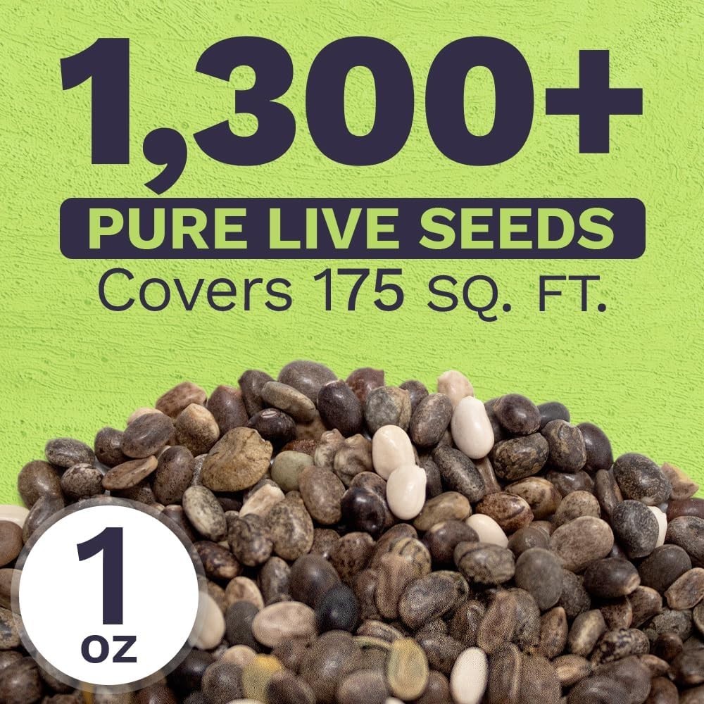 Russell Lupine Seeds – Extra Large Packet – Over 1,300 Open Pollinated Non-GM…