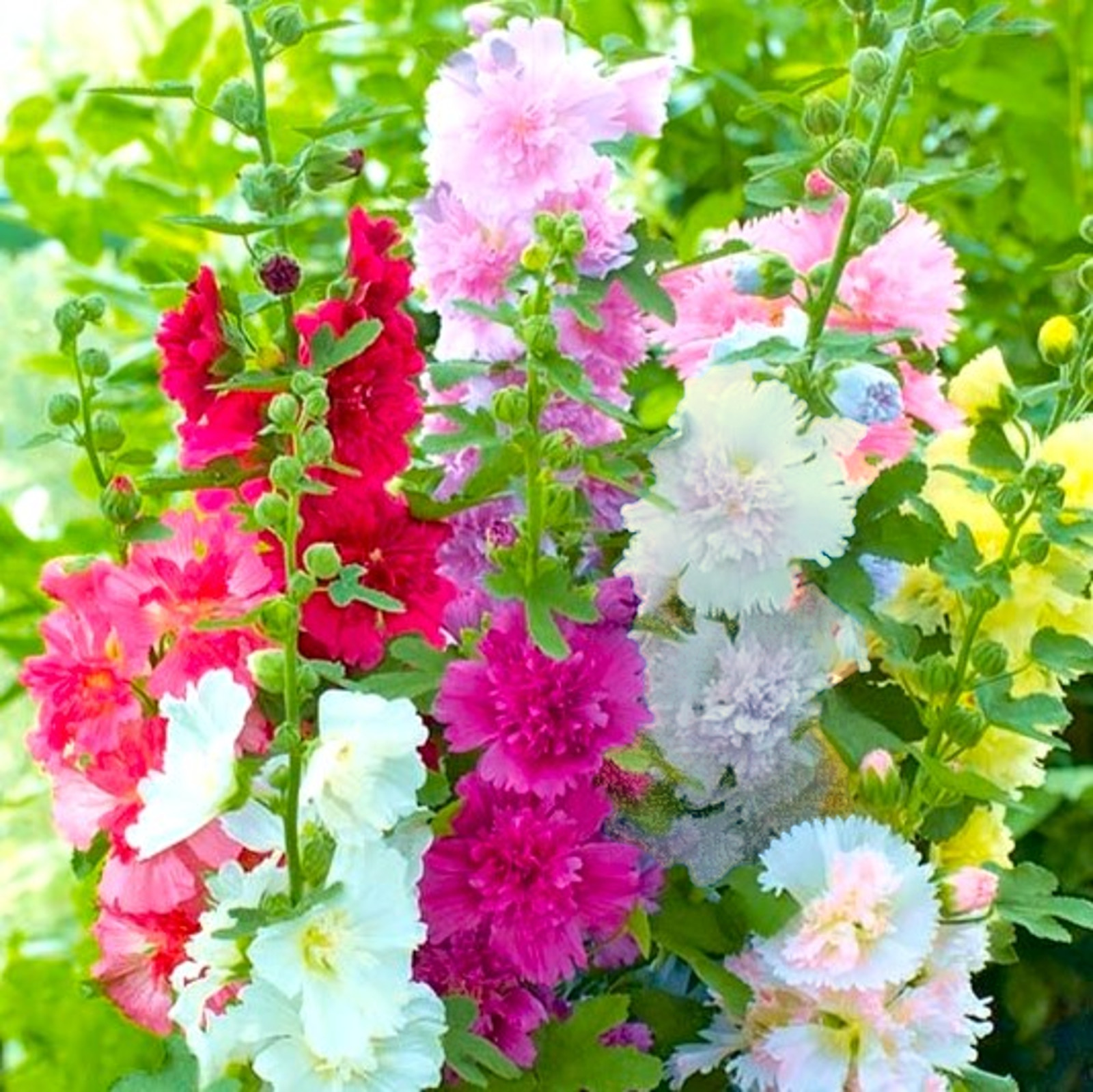 Summer Carnival Hollyhocks Seeds |Alcea Rosea Rose Holly Garden Flower Seed 2024