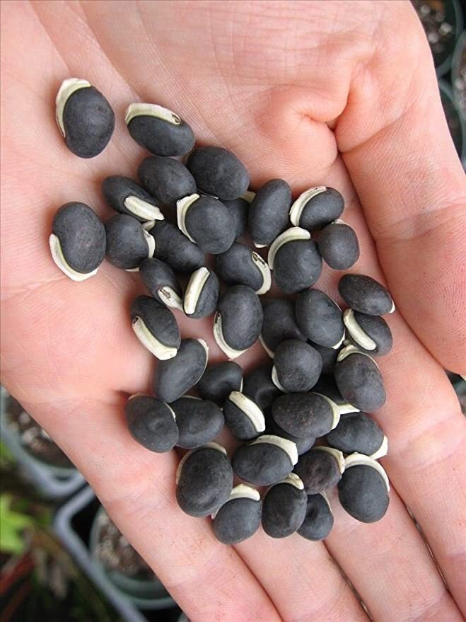 Hyacinth Bean Seeds Most Beautify Asian/Purple Moon Heirloom NO-GMO Size:10-50