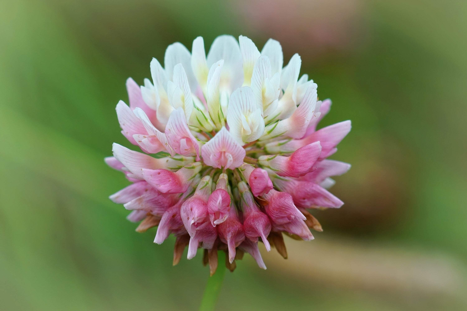 1500 ALSIKE CLOVER Trifolium Hybridum Pink & White Flower Legume Seeds *FlatShip