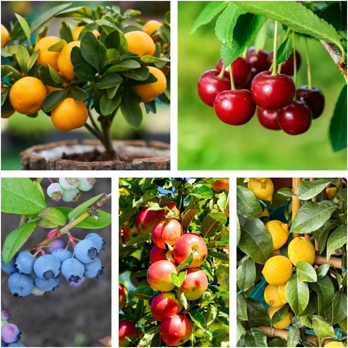 Mix Bonsai Fruit Seeds for Planting – 5 Variety Individual Packs: 40+ Lemon