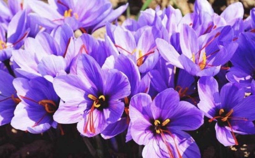 Saffron Crocus (Crocus sativus) Bulbs Purple Perennial, Fall, Full Sun