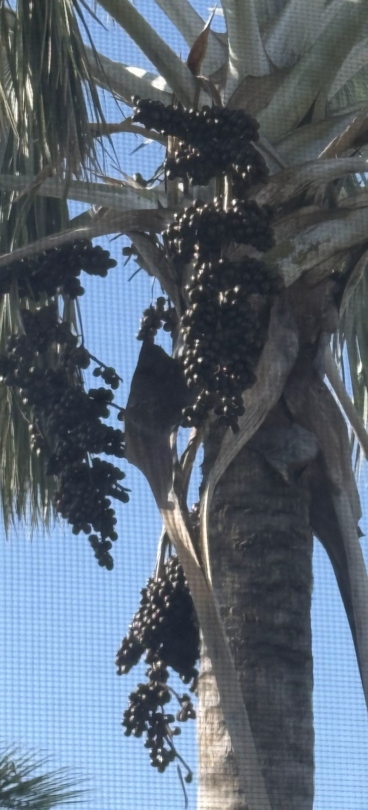 *BISMARKIA NOBILIS*silver bismark palm from Florida *Bismarckia*