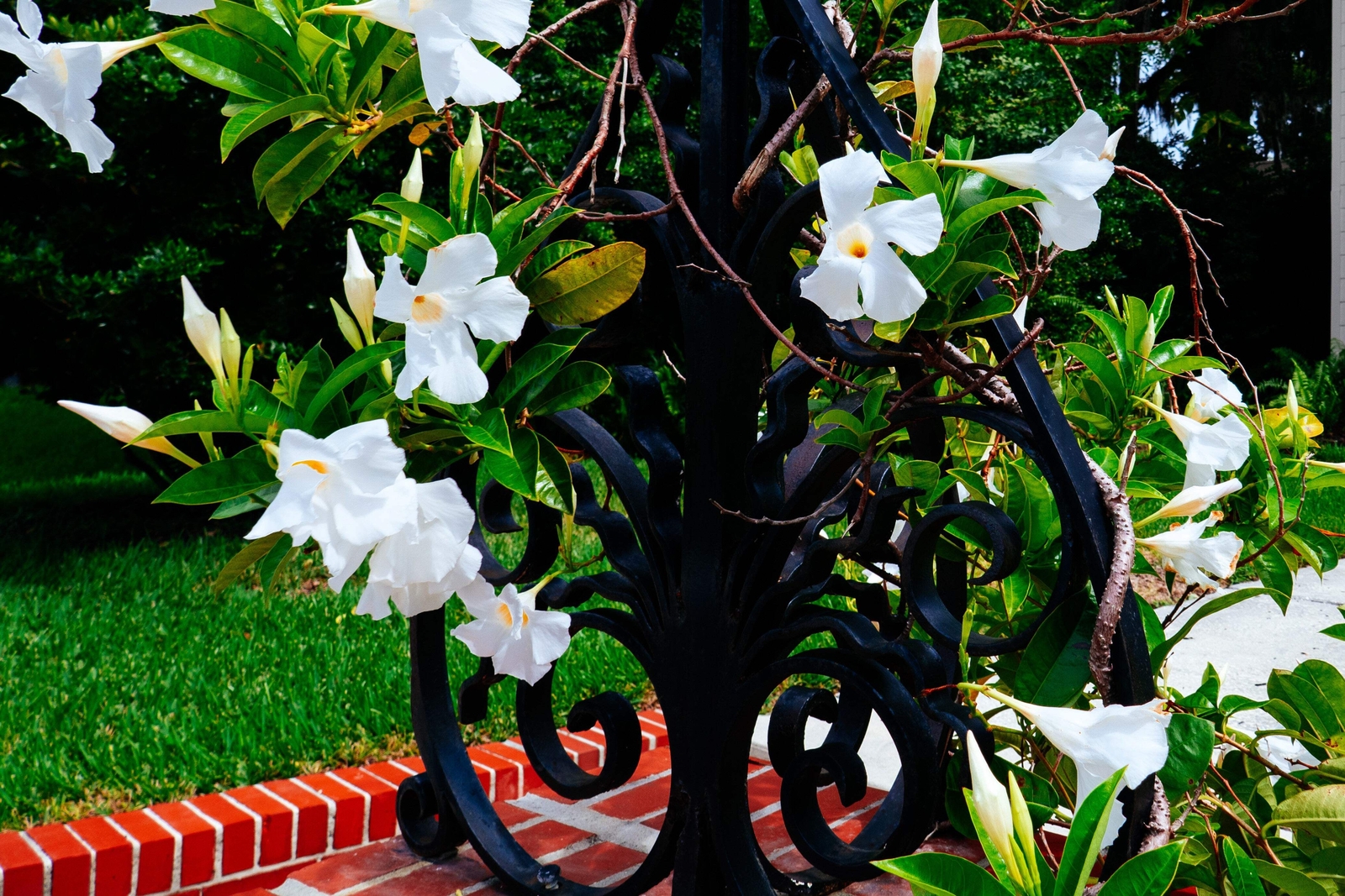 5 CHILEAN JASMINE / MANDEVILLA Laxa White Fragrant Flower Vine Seeds