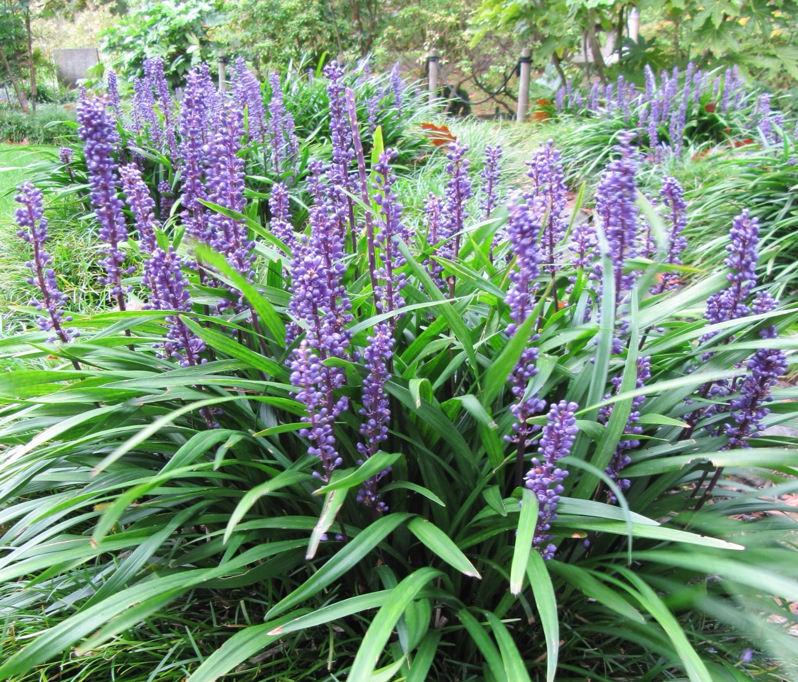 5 LILYTURF Liriope Muscari aka Big Blue Lily Turf / Monkey Grass Flower Seeds