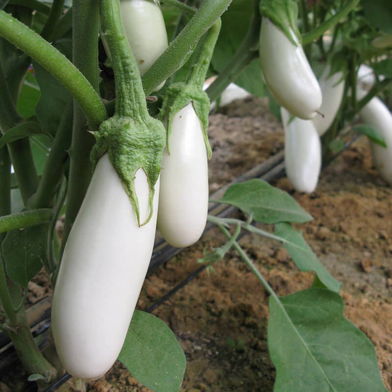 200+ SNOWY WHITE EGG EGGPLANT SEEDS — HEIRLOOM – ORGANIC ————- RARE