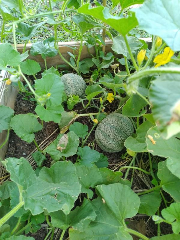 30 Minnesota Midget Melon Seeds- With Bonus! |Organic Non-GMO Heirloom