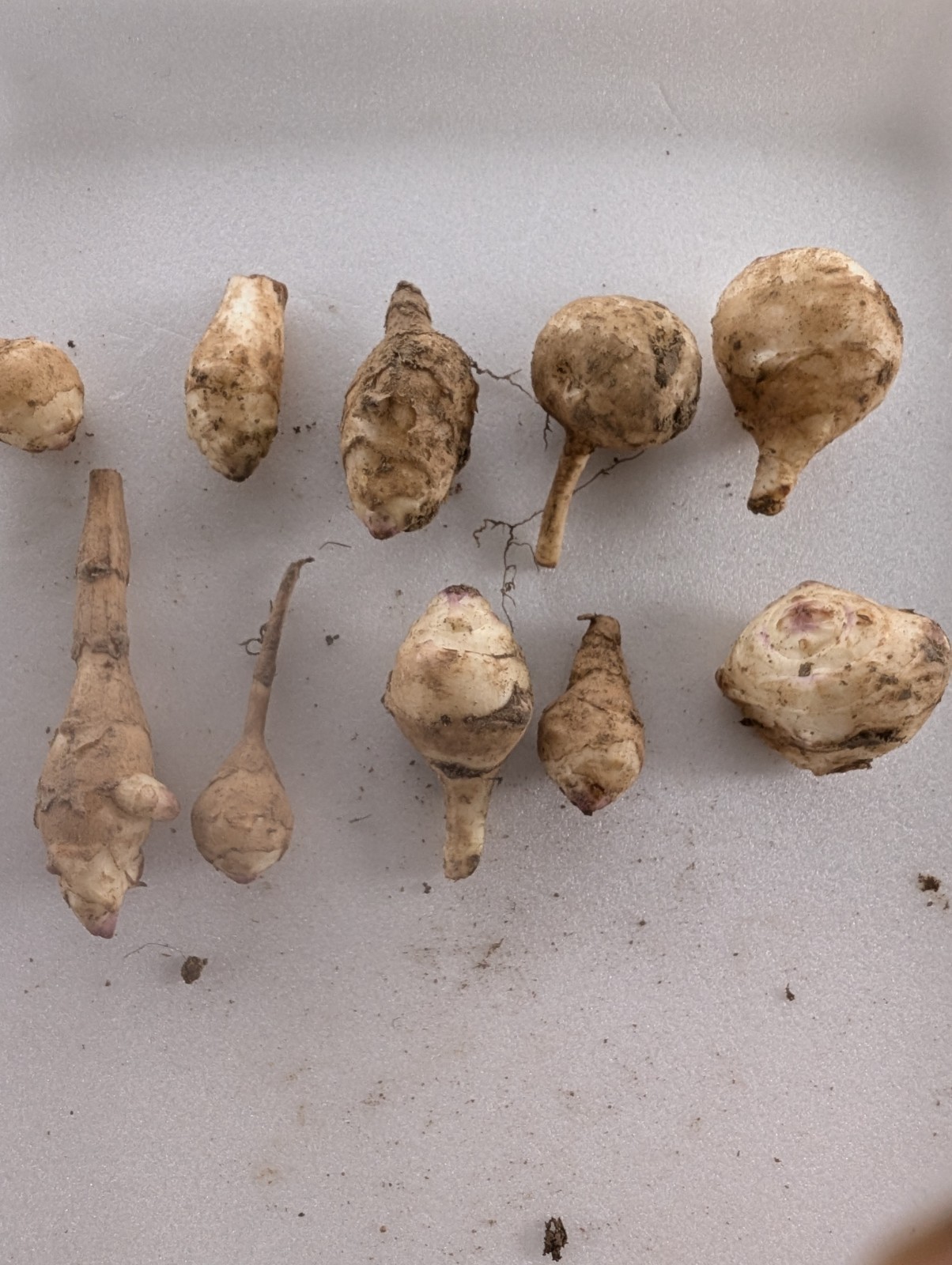 9+1free White VERY Small organic Jerusalem Artichoke Tubers FOR PLANTING
