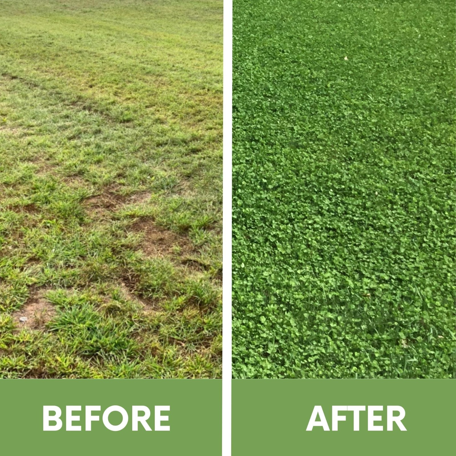 Micro Clover Seed, Organic Coated, Eco-Friendly, Low Growing, Low Maintenance
