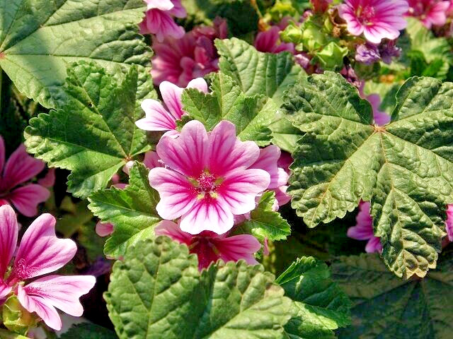 ZEBRA MALLOW 1000 SEEDS. ZEBRA STRIPED, HARDY, MALVA SYLVESTRIS, BULK
