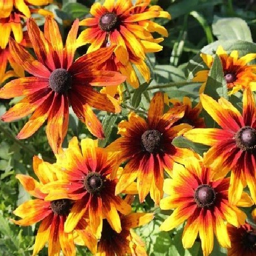 2,500 To 10,000 Gloriosa Daisy Flower Seed Rudbeckia Hirta Long Season Perennial