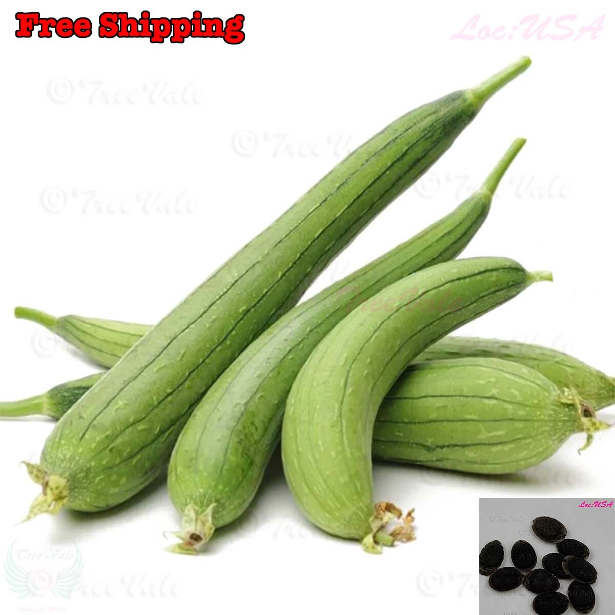 Loofah Sponge Gourd Seeds, Luffa Sponge Gourd Seeds | NON-GMO