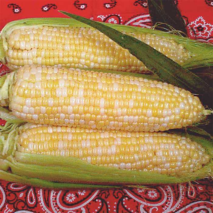 G90 BI COLOR SWEET CORN 100 SEEDS WHITE AND YELLOW SWEET CORN 2024
