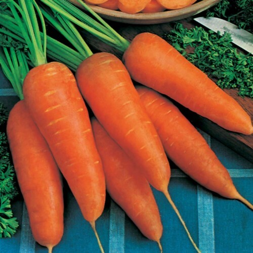 Chantenay Red Cored Carrot Seeds 1000+ Vegetable NON-GMO US SELLER FREE SHIPPING