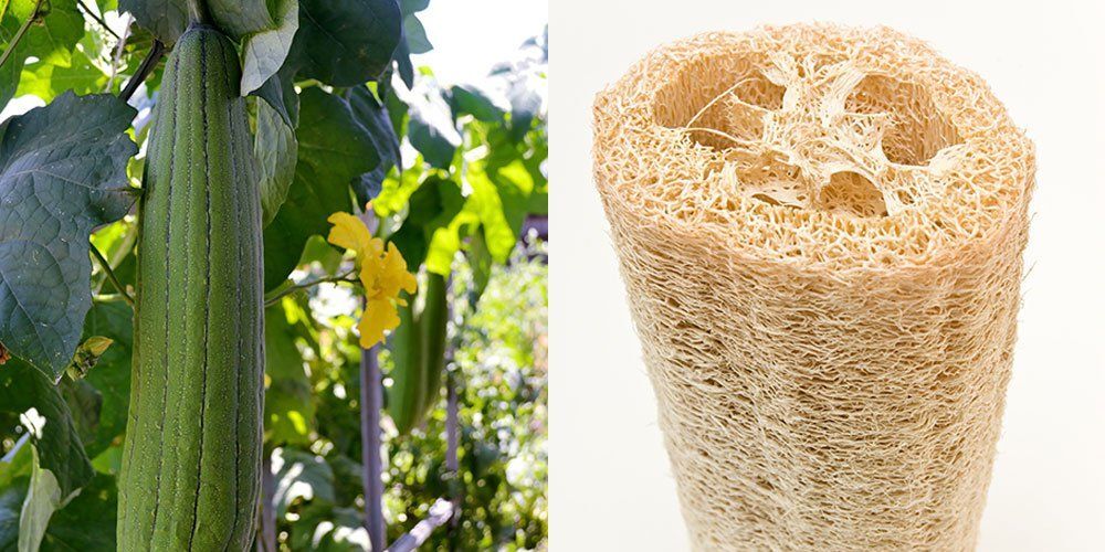 Luffa Gourd Sponge Seeds/Non-GMO/Heirloom/organically grown in USA