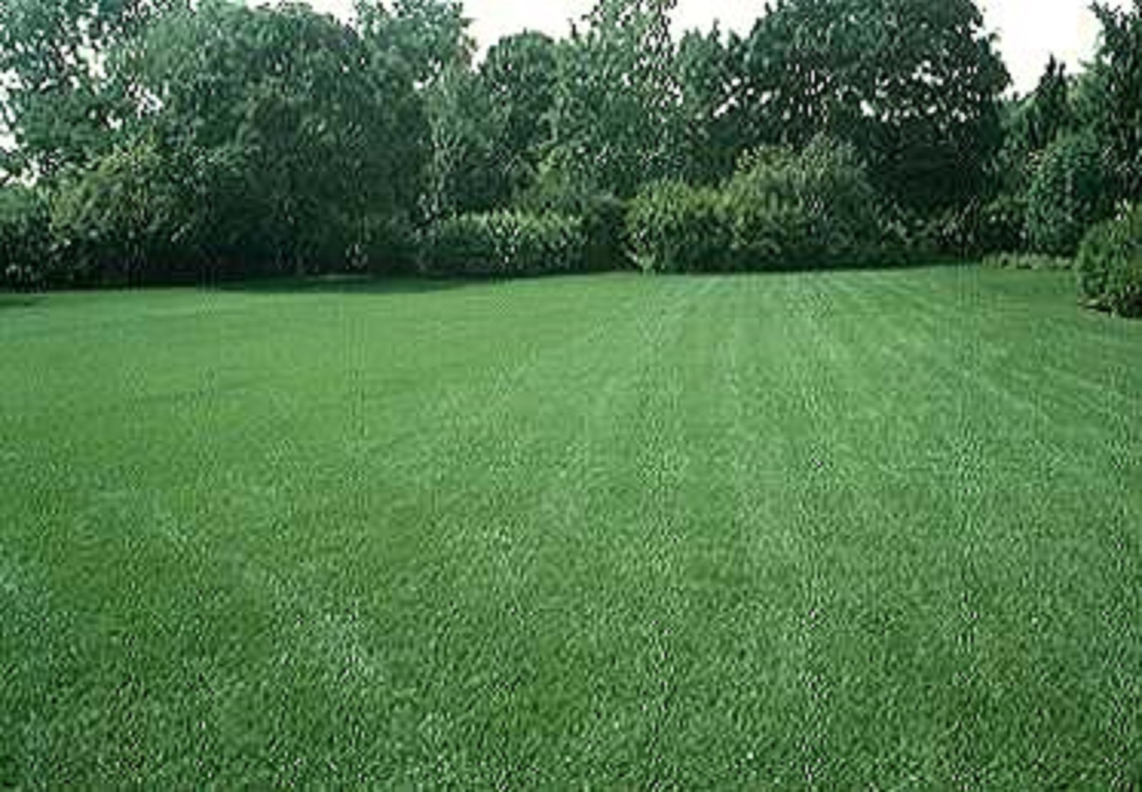 1lb Falcon IV Turf Type Tall Fescue Grass Seed Lawn Grass Seed #1 Rated