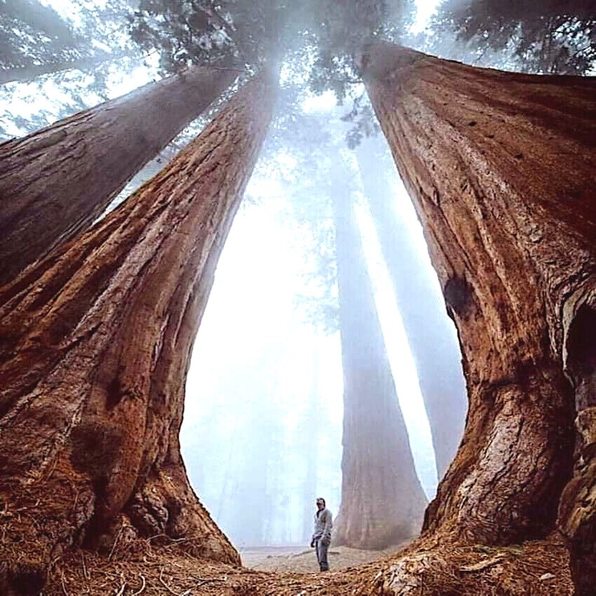 California Coast Redwood Seeds Giant Sequoia Bonsai “TALLEST TREE in the WORLD!”