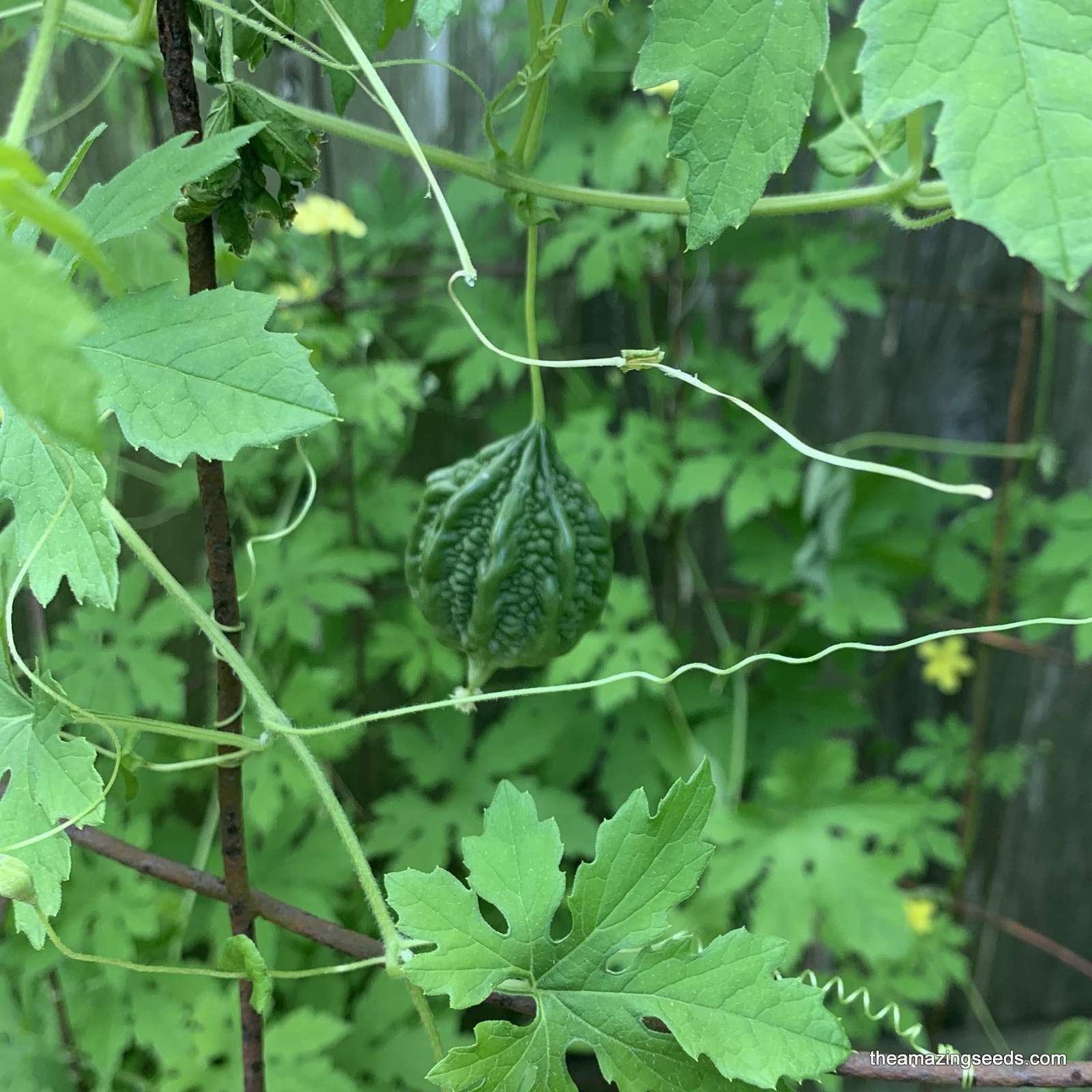 10+ Rare Small Bitter Melon/Balsam Pear/Bitter Gourd Seeds,(Annual).1″-3″ fruits