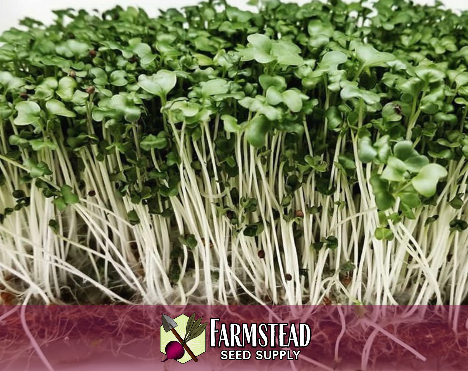 2,500+ Broccoli Seeds [Waltham 29] Vegetable Gardening Seed, Heirloom, Non-GMO