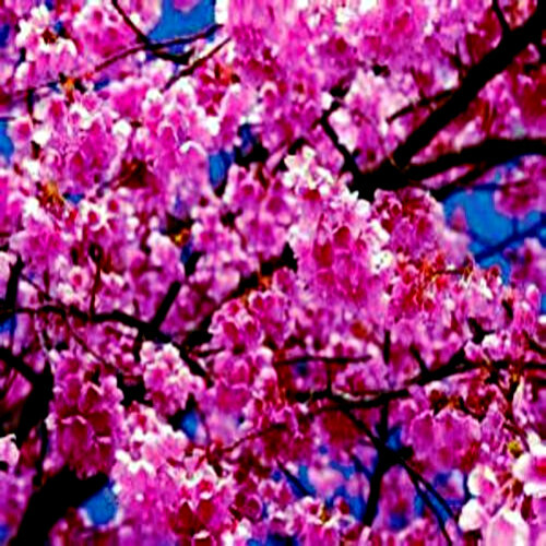 JAPANESE SAKURA CHERRY BLOSSOM TREE SEEDS (Prunus sargentii) Hardy Flower Plant
