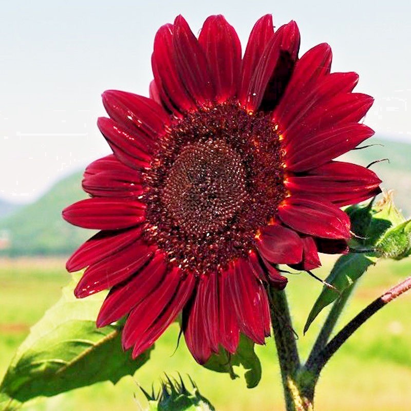 51+RED SUN SUNFLOWER Seeds Branching Cut Flowers Summer Garden Native Plant Easy