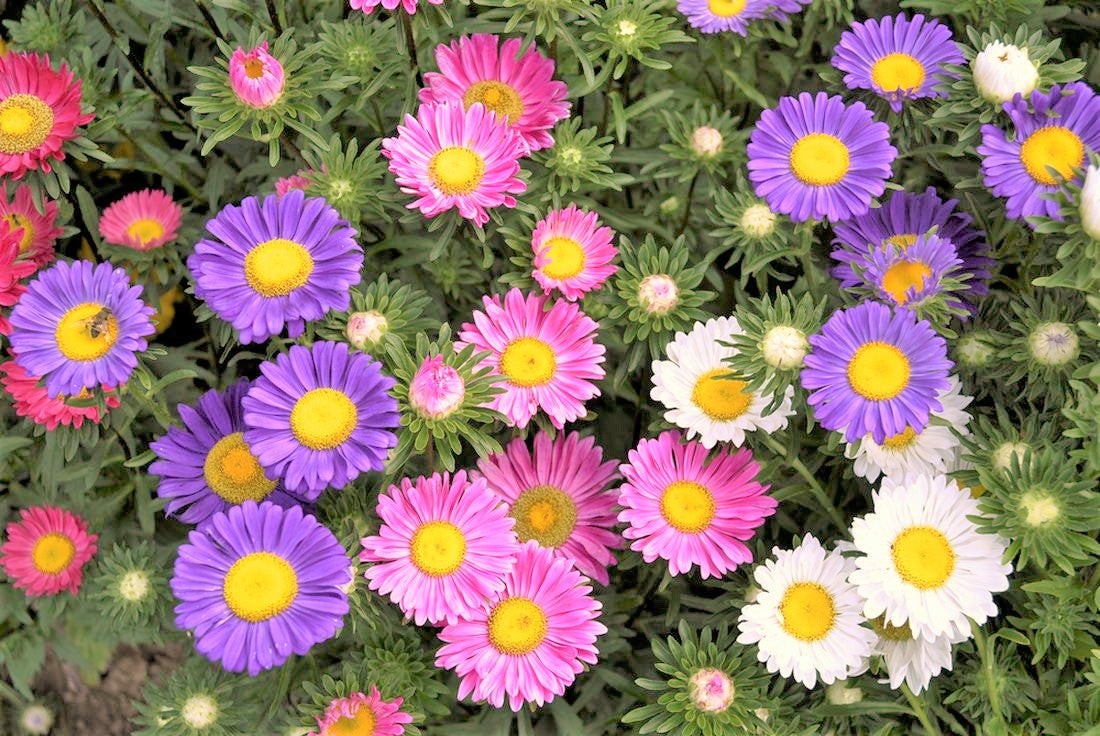 Single Mix China Aster Seeds | Callistephus Chinensis Daisy Cut Flower Seed 2024