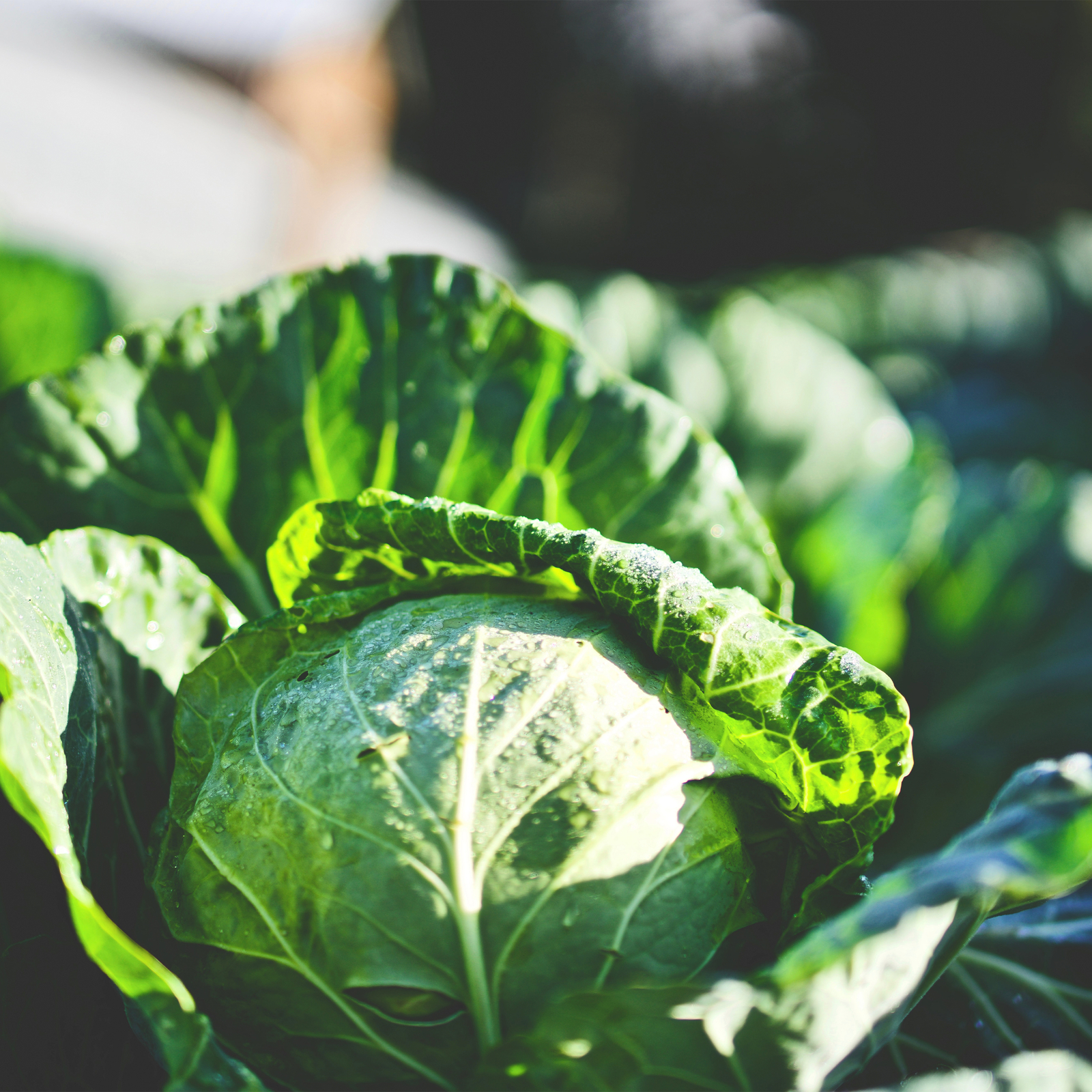 Cabbage Seeds – All Seasons Cabbage – Non-GMO Heirloom and Vegetable