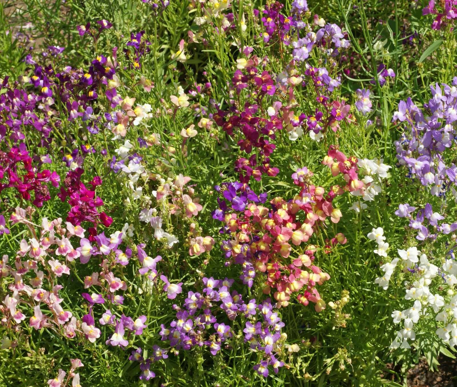 5000 SEEDS – snapdragon FAIRY BOUQUET MIX DWARF 8-14″ Linaria marroccana GroCo*