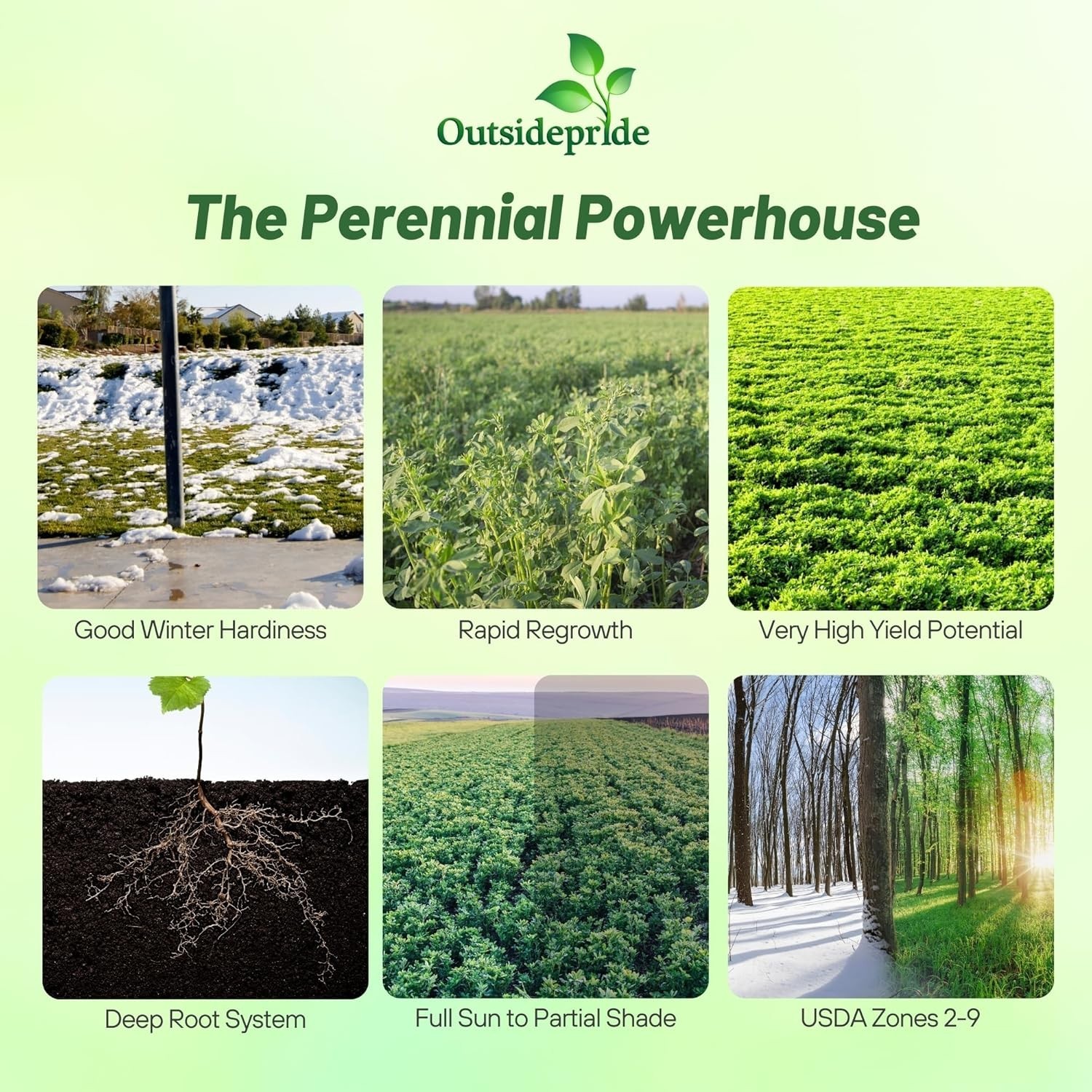 Vernal Alfalfa Seeds for Dense Coverage & Superior Yield