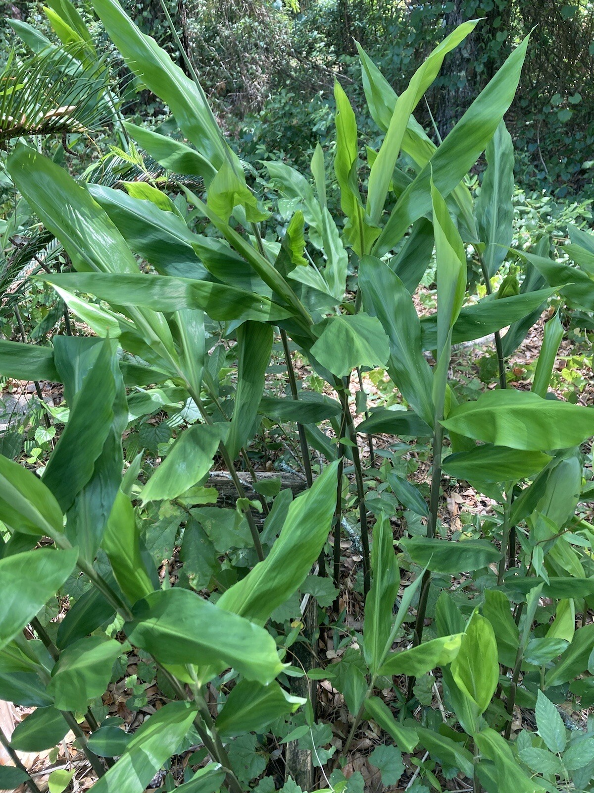 Shampoo Ginger Rhizomes x6 (Free x2 SUPRISE SLIPS p/ single order) Multiplies!