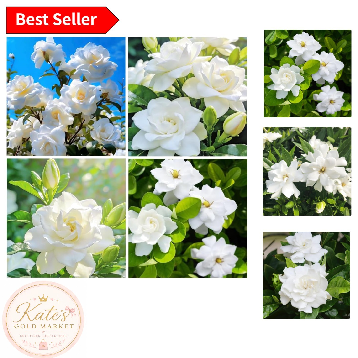 Perennial Gardenia Seeds (200+) – Transform Your Garden with Fragrant Blossoms