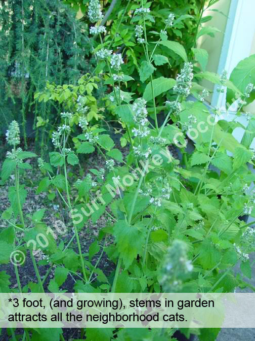 Killer Catnip Seeds! With FREE Instruction Card! Potent Pacific NW Giant Plant!