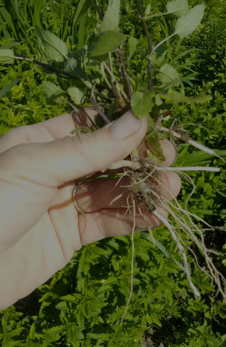 15 Florida Betony (Stachys floridana) Root Tubers- Freshly Dug & Ready To Plant