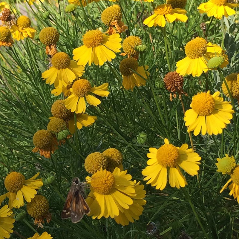 Helenium Amarum Seeds 500+ Dwarf Flower YELLOW SNEEZEWEED Medicinal FREE S&H