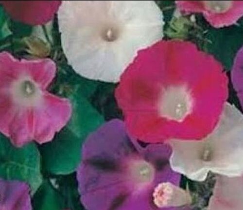 20 Morning GLORY Multi Color Flower Seeds Ascends up Trellis Fragrant Flower
