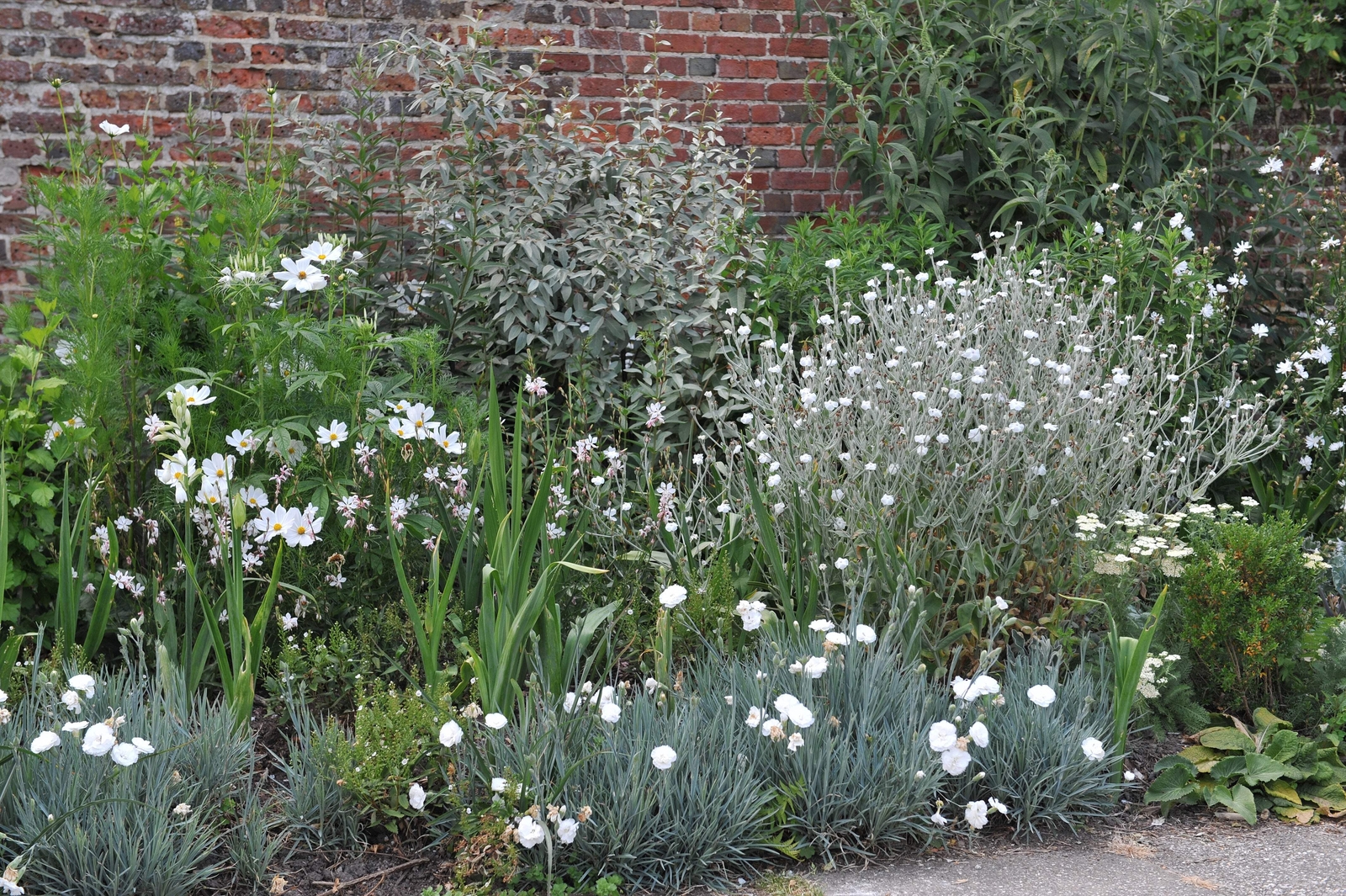 50 WHITE LYCHNIS Coronaria Alba Rose Campion Silene Flower Seeds