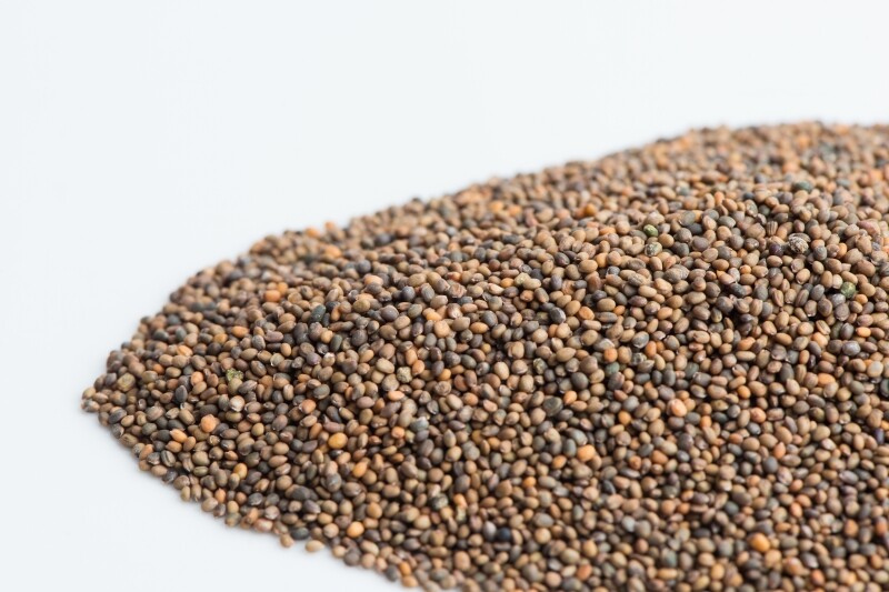 13 oz Arugula- NON GMO microgreen seeds for Sprouting Sprouts