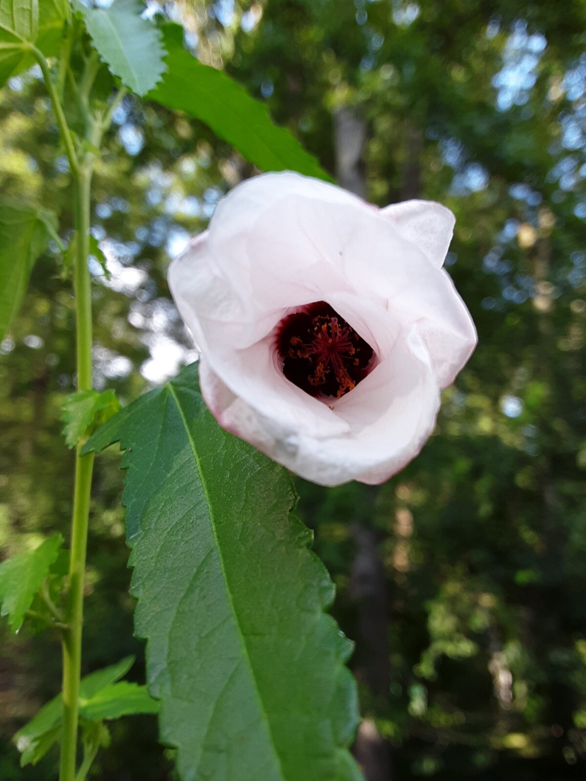 25 Light pink Swamp Rose Mallow Hibiscus Seeds.Medium size Flowers.Maroon Center