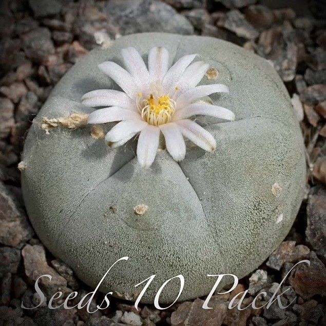 RARE SEEDS (10pk) w…v. Las Cruces x10 (Ten) Cactus US SELLER