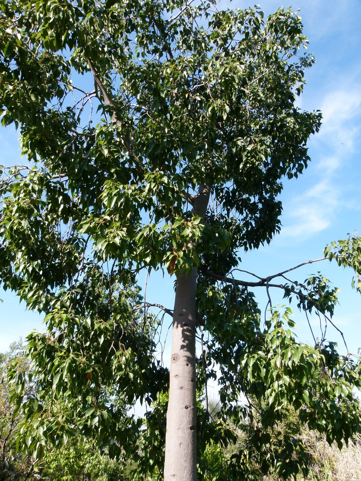 Brachychiton populneus 20 Seeds – Kurrajong