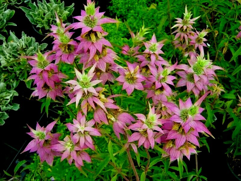 301+SPOTTED BEE BALM Flower Seeds Native Wildflower Herbal Tea Medicinal Plant
