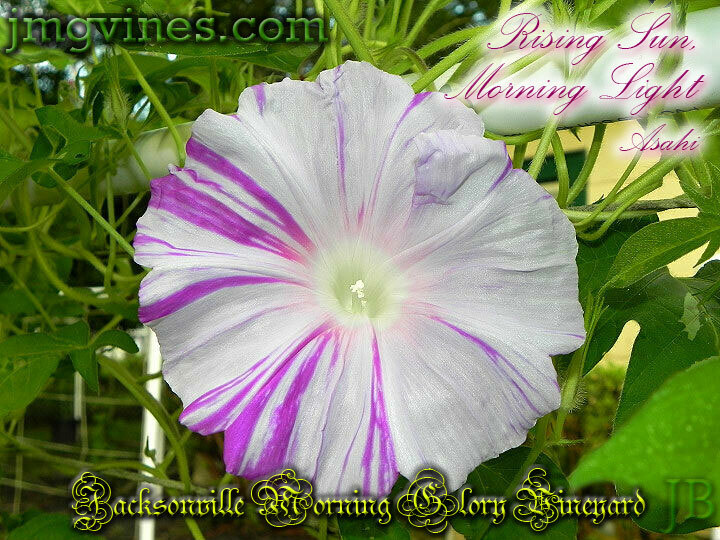Rising Sun, Morning Light / Asahi Japanese Morning Glory 6 Seeds